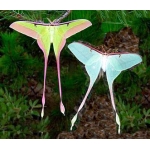 Actias dubernardi China cocoons